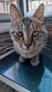 Pear-shaped Pet cats 测试